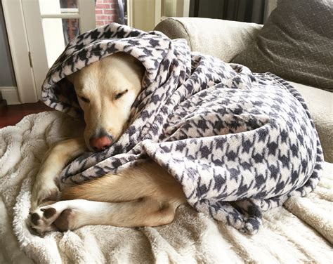 A Day In The Life Why Every Dog Needs A Blanket