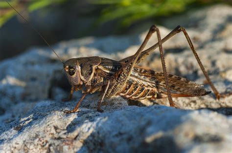 Carapace is a dorsal upper section of the exoskeleton or shell in a number of animal groups the maxillary palps on a grasshopper function as a sensory organ. La Locusta Sta Sedendosi Sulla Roccia Fotografia Stock ...