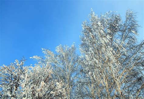 How To Prevent Winter Tree Damage Seattle Tree Care Greater Seattle