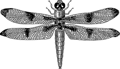 Onlinelabels Clip Art Dragonfly