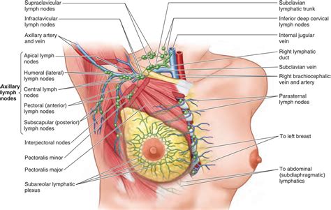Diagram see more about chest anatomy diagram chest anatomy diagram chest muscle provides information on heart chest pain or dis fort that is new diagram the lung chest anatomy illustrations imaios iaslc ganglionic areas diagram of. Breast Cancer - Causes, Signs, Symptoms, Types, Treatment