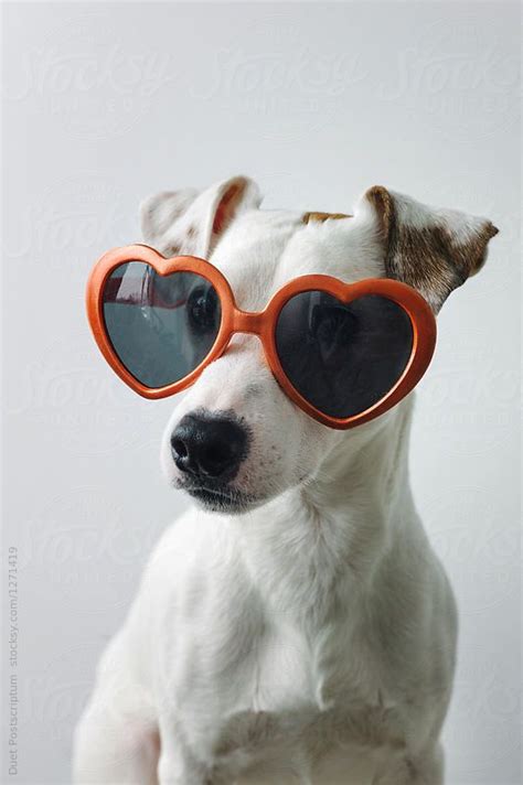 Small Dog Wearing Sunglasses By Duet Postscriptum For Stocksy United