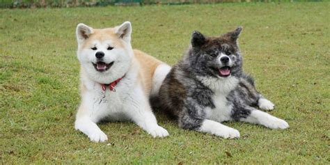 Akita Dogs Odate Shinmeisha Festival— Vibrant Tradition And History
