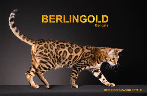 Berlingoldeu Exklusive Bengalkatzen Familien Zucht Aus Berlin Bengal Kitten Abzugeben