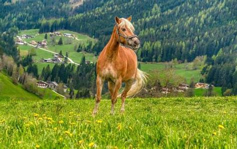 Equine Horse Image Online Jigsaw Puzzles