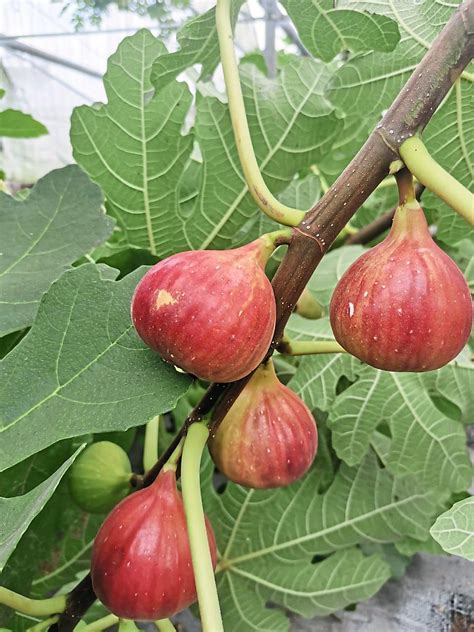Why You Should Plant Fig Trees In Your Garden The Star