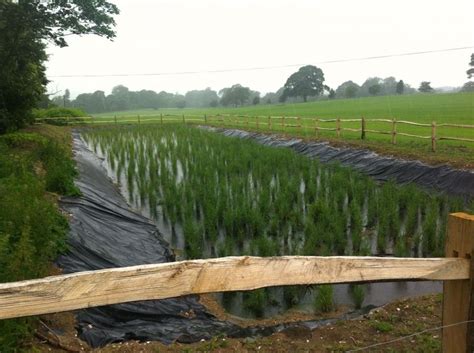 Reed Bed Sewage System Photo