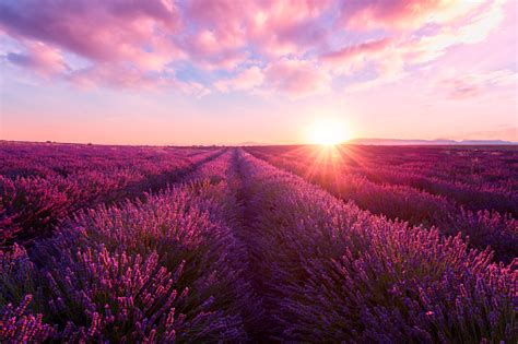 Lavender Field At Sunset Provence Amazing Landscape With
