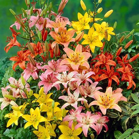 Lonlorum Asiatic La Lily Bulb X 25 Gardening Direct