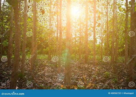 Sun Beams Pour Through Trees In Forest Stock Photo Image Of Plant
