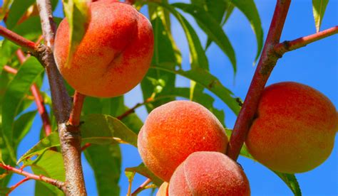 Daleys Fruit Tree Blog Juicy And Soft Peaches 🍑