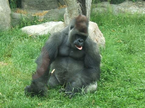 Descripción De Los Gorilas Aprende Las Principales Caractererísticas