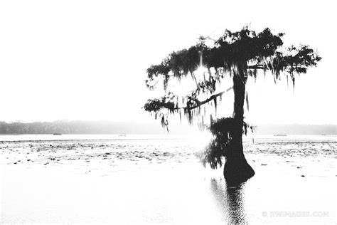 Fine Art Photography Prints Lake Martin Louisiana Swamp