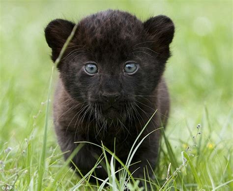 Newborn Panther Cubs At Tierpark Berlin