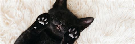 Five Reasons Why Black Cats Are Awesome