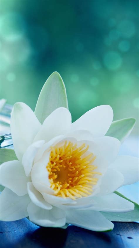 Iphone Lotus Wallpapers Top Free Iphone Lotus Backgrounds