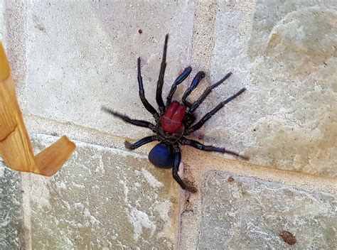 Missulena Occatoria Red Headed Mouse Spider Ausemade