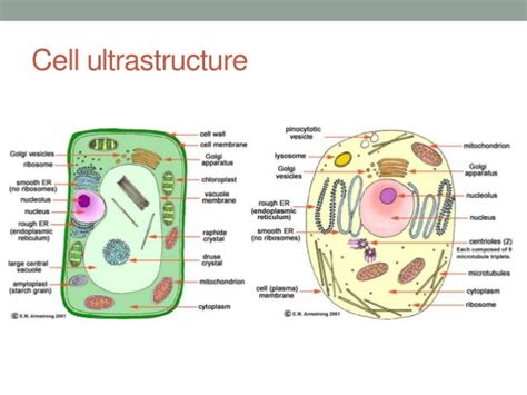 Animal Cell Diagram Labeled A Level 13 Eukaryotic Cells • A