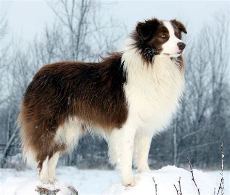 49 Border Collie Breed Traits Image Bleumoonproductions