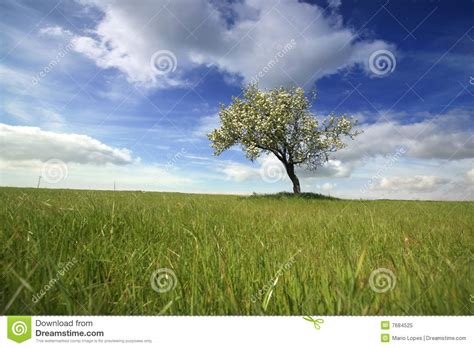 Beautiful Spring Landscape With Lonely Tree Royalty Free