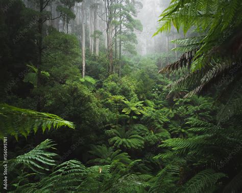 Lush Rainforest With Morning Fog Stock Photo Adobe Stock