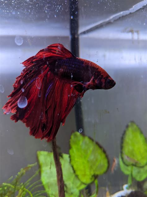 Sick Betta Fish Have Tried Everything I Could Think Of So I Am
