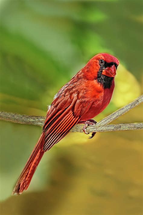 Male Cardinal Headshot Photograph By Kay Brewer Fine Art America