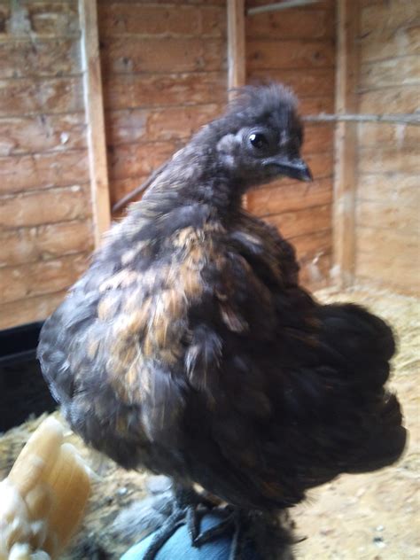 polish and silkie cross chicks hens or roos backyard chickens learn how to raise chickens
