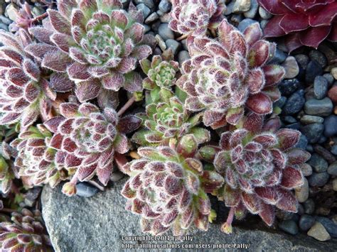 Photo Of The Entire Plant Of Hen And Chicks Sempervivum Pacific Plum