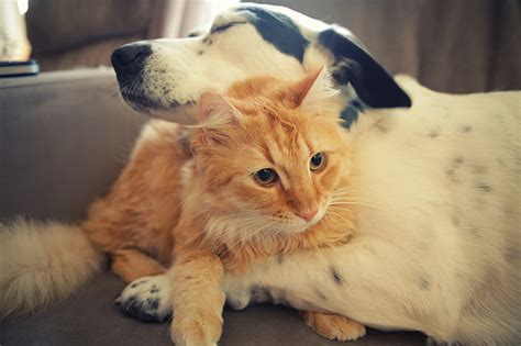 Dog Cat Friendship Caring Hugs Hd Wallpaper Wallpaperbetter