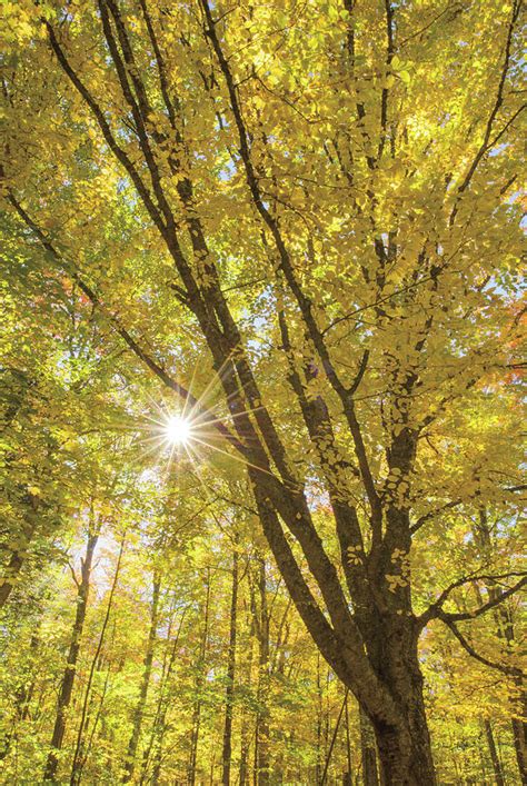 Autumn Foliage Sunburst Ii Photograph By Alan Majchrowicz Fine Art