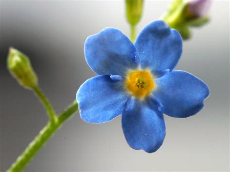 Real world article (written from a production point of view). Water Forget-me-­not, Myosotis scorpioides - Flowers ...