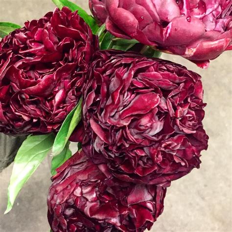 Deep Love For These Aaa Grade Burgundy Peonies From New Zealand