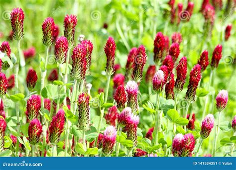 Crimson Clover Or Italian Clover Trifolium Incarnatum Stock Image Image Of Farm Blossom