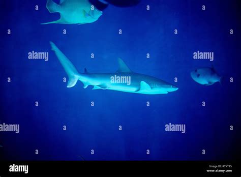 Sandbar Shark Carcharhinus Plumbeus Is An Oceanic Shark Stock Photo