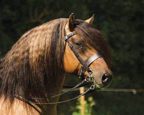 british breeds highland pony pony magazine