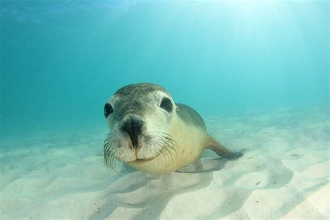 australian sea lions australian marine conservation society