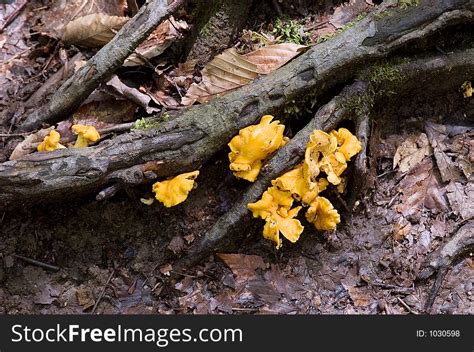 It is very important to clean the enclosure. Yellow Fungus - Free Stock Images & Photos - 1030598 ...