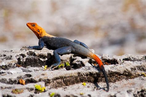 African Red Headed Agama Photograph By Brittany Mason