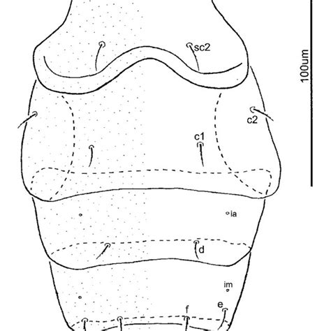 Steneotarsonemus Concavuscutum Sp Nov Female Dorsal Surface