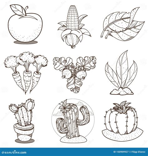 Imagenes De Verduras Para Dibujar