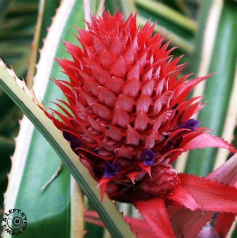 Pineapple Bromeliad Captured On The Grounds Of Thomas Edis Flickr