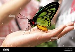La regina Alexandra's (Papilionidae Ornithoptera alexandrae) è la più ...