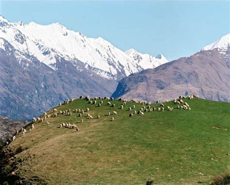Sheep In High Country New Zealand Sheep Farming Grasslands Te Ara