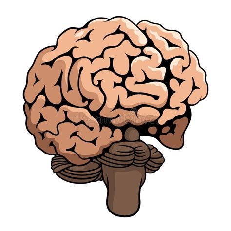 Human Brain Cartoon