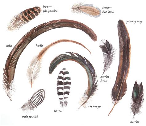 Types Of Bird Feathers Chart
