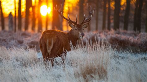 Deer Desktop Backgrounds 59 Images