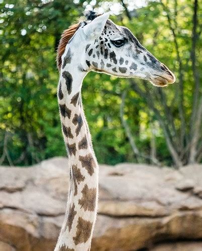 The Masai Giraffe Is The Largest Species Of Giraffe Native Flickr