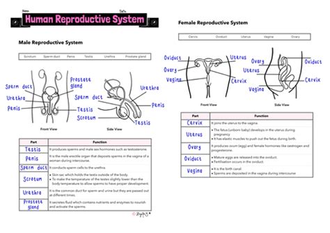 Human Reproductive System Worksheet Teaching Resources