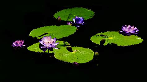 Water Lilies Pond Lily Pads Free Photo On Pixabay Pixabay